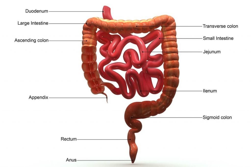 Large Intestine (Colon) Diagram