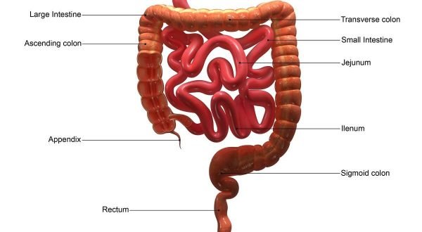 Large Intestine (Colon) Diagram